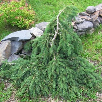 Ель обыкновенная Форманек (Picea abies Formanek)