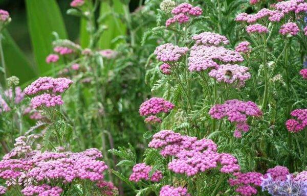 Тысячелистник (Achillea)